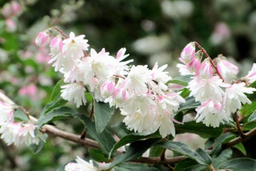 Photo, utagi, sarasa tutsugi, white, 