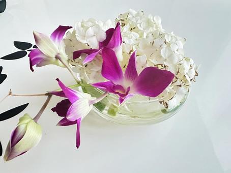 デンファレ 飾蘭花 デンファレ 飾蘭花 デンファレ,飾蘭花,パープルの写真素材