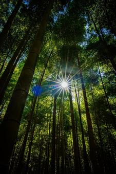 栃木県　竹林の写真