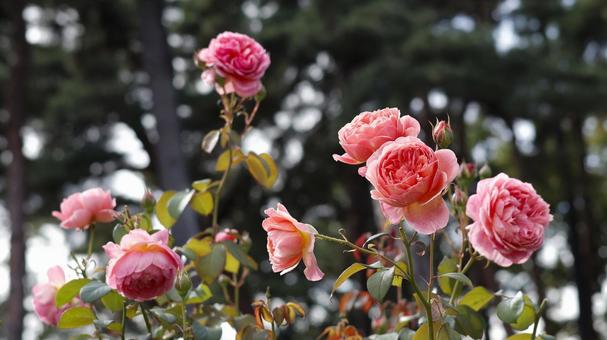 【花の写真】ばらの花 rose,植物,園芸の写真素材