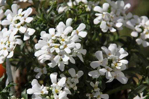 イベリス・マガリバナ イベリス・マガリバナ 草花,咲く風景,春の写真素材