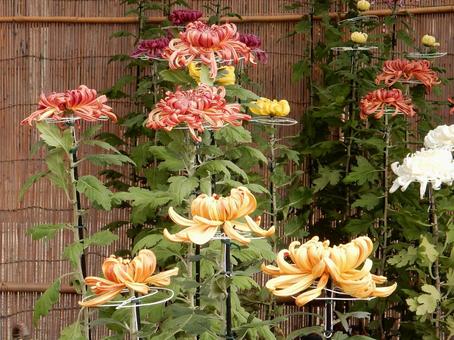 【風景写真】福山菊花展覧会の風景 キク,菊,菊花展の写真素材