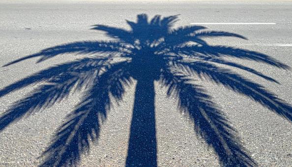 道路に映るヤシの木の影 道路に映るヤシの木の影の写真