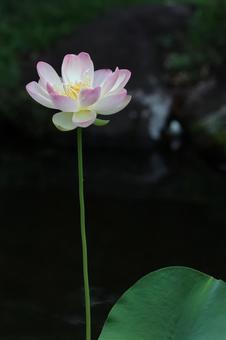 Photo, lotus flower, bald, lotus, 