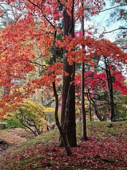 紅葉 紅葉,カエデ,かえでの写真素材