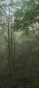 森林 森林 森林,山,竜頭山の写真素材