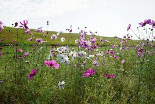 コスモスの咲く風景 コスモス,秋,晴天の写真素材