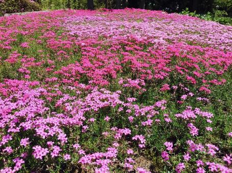 ツツジ つつじ,花,植物の写真素材