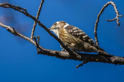 枝にとまるコゲラ 枝にとまるコゲラ コゲラ,キツツキ,野鳥の写真素材