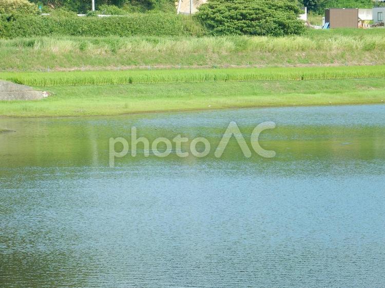 【風景写真】田んぼの風景 田んぼ,水田,田の写真素材