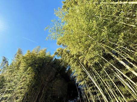 A bamboo forest stretching into the blue sky, JPG A bamboo forest stretching into the blue sky, JPG