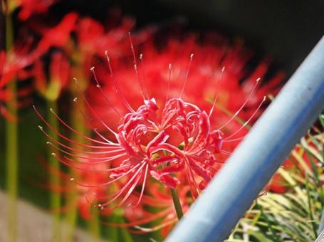 彼岸花③の写真