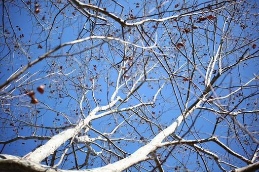 冬枯れの木々2 青空,冬枯れ,樹木の写真素材