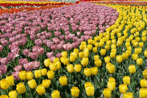 チューリップの大花壇 チューリップの大花壇 チューリップ,花壇,花畑の写真素材