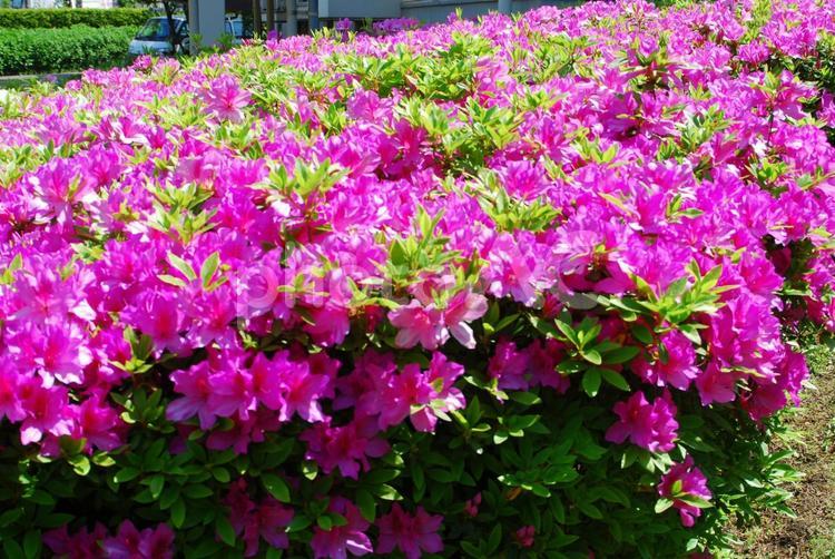 ピンクのつつじ つつじ,鮮やか,花の写真素材