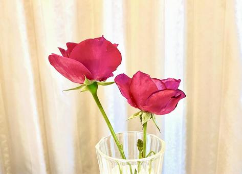 バラ　マゼンタ バラ,ローズ,マゼンタの写真素材