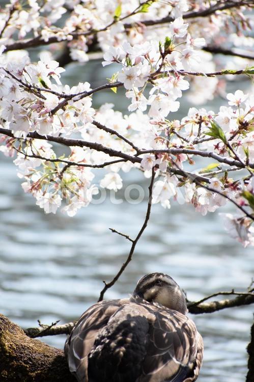 小春日和に桜の下で転寝するカルガモ カルガモ,鴨,桜の写真素材