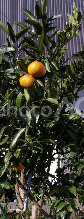 みかんの木 みかん,木,葉の写真素材