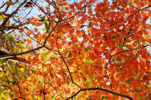 秋のもみじ 秋のもみじ もみじ,紅葉,背景の写真素材