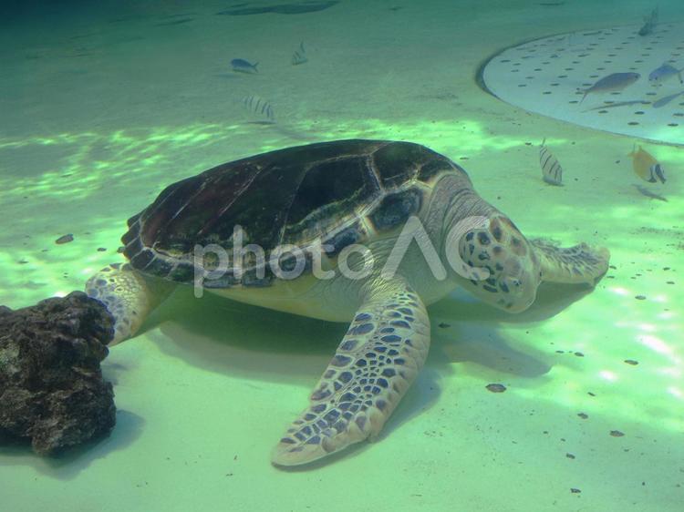 水の中のウミガメ ウミガメ,海中,水中の写真素材