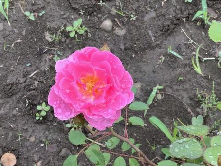 薔薇 薔薇の写真