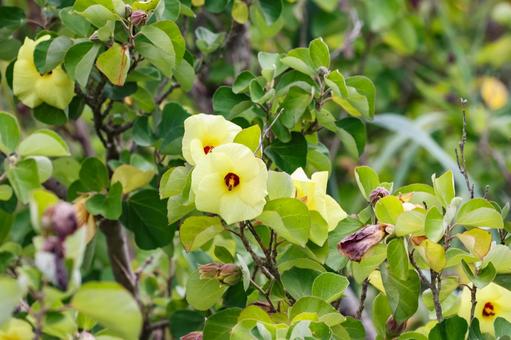 ハマボウの花 ハマボウの花の写真