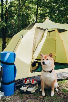 テント横でこちらを見る犬 犬,テント,キャンプの写真素材