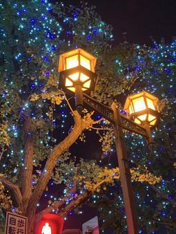 イルミネーションに照らされた街灯の夜景 イルミネーション,街灯,夜景の写真素材