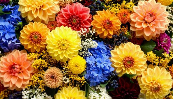 9月誕生花 ダリア キンモクセイ 9月誕生花 ダリア キンモクセイ の写真