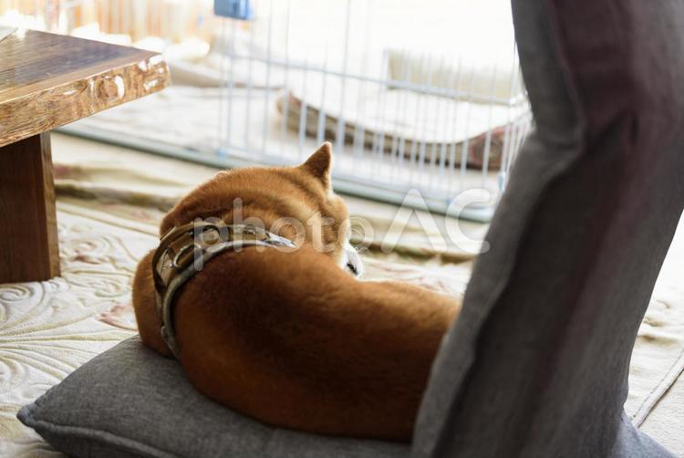 座椅子で気持ち良さそうに眠る柴犬、後ろ姿 柴犬,シバイヌ,しばいぬの写真素材