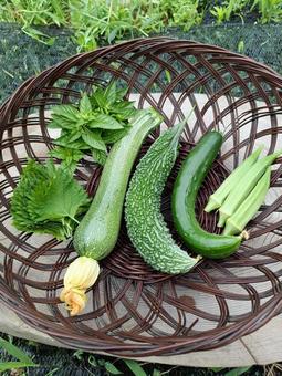 夏野菜の収獲 夏野菜の収獲 夏野菜,収獲,野菜の写真素材