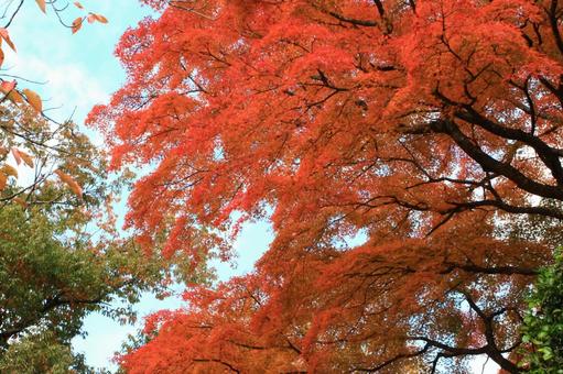 紅葉 秋,もみじ,風景の写真素材