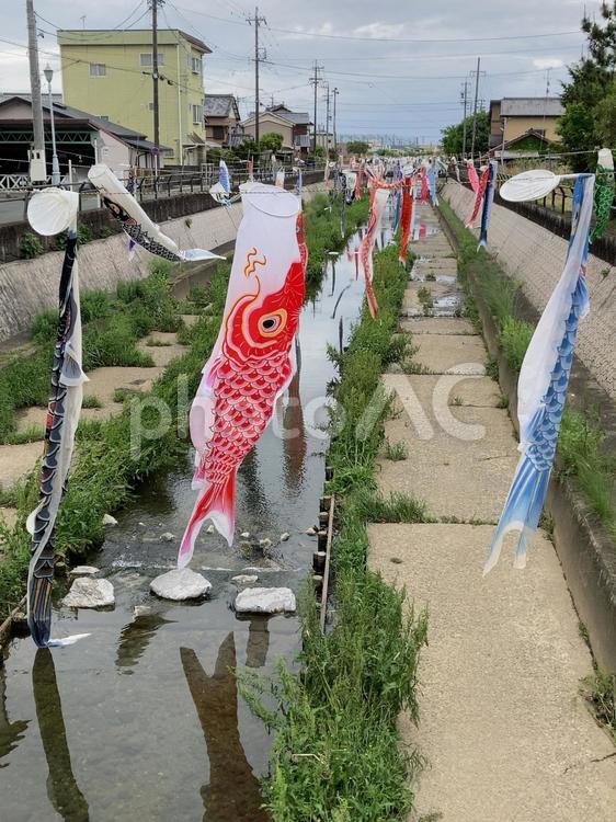 今之浦川の鯉のぼり こいのぼり,こどもの日,5月の写真素材