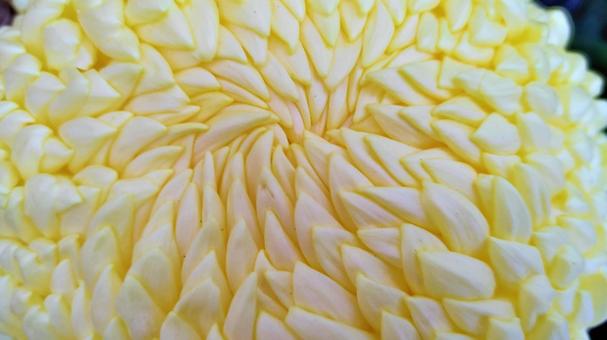 Chrysanthemum 006 that colors late autumn, JPG Chrysanthemum 006 that colors late autumn, chrysanthemum, gardening, appreciation, JPG