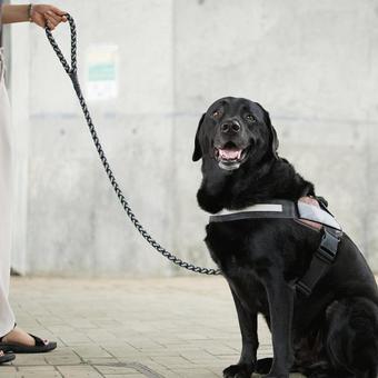 お散歩中のラブラドールレトリバー お散歩中のラブラドールレトリバー 犬,ラブラドール,ラブラドールレトリバーの写真素材