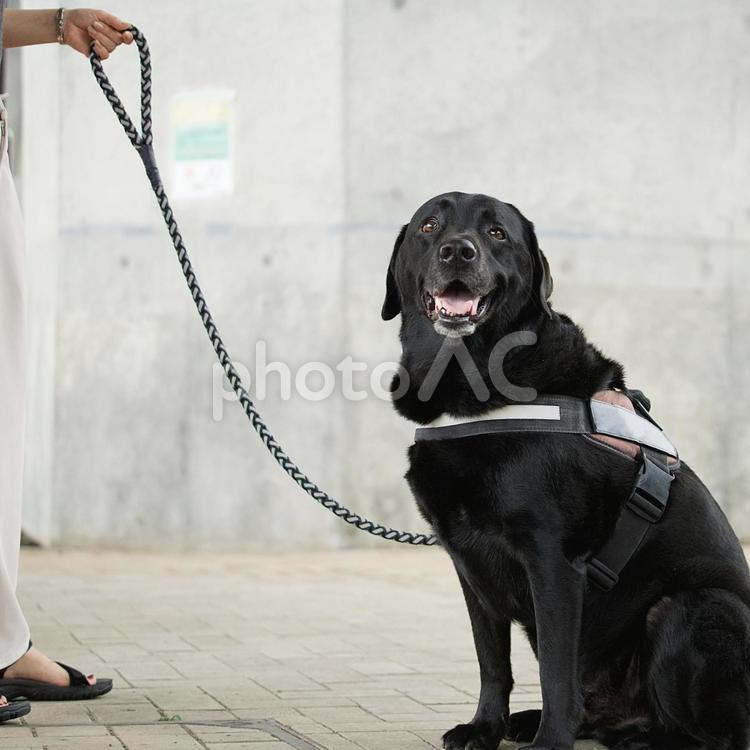 お散歩中のラブラドールレトリバー 犬,ラブラドール,ラブラドールレトリバーの写真素材
