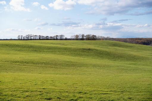 波打つ緑の丘と秋の木立 丘,木立,波打つ丘の写真素材