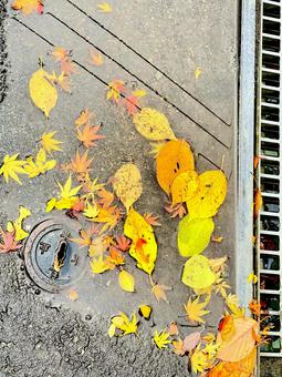 水たまりの落葉達 紅葉,背景,待受の写真素材
