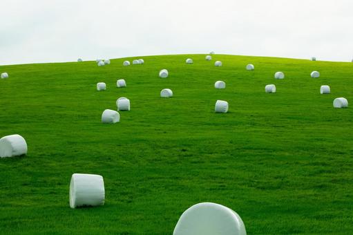 緑の丘に散らばる白い牧草ロール 緑の丘に散らばる白い牧草ロール ロールサイレージ,牧草ロール,牧草地の写真素材