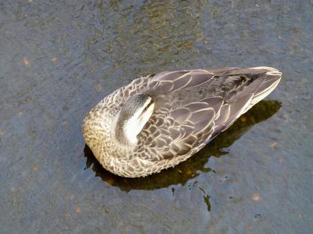 水深の浅い用水路で眠るカルガモ 水深の浅い用水路で眠るカルガモ カルガモ,鳥,野鳥の写真素材