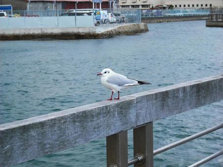 埠頭で羽を休めるユリカモメ カモメ,ユリカモメ,鳥の写真素材