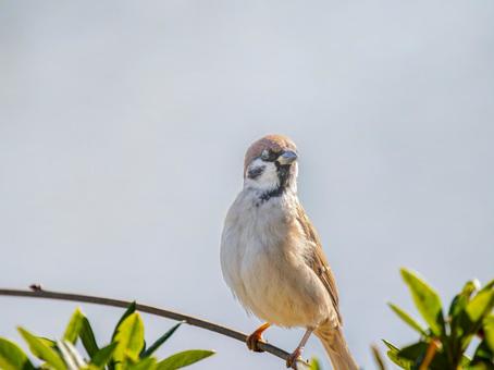 Sparrow perched on a branch, JPG Sparrow perched on a branch, JPG