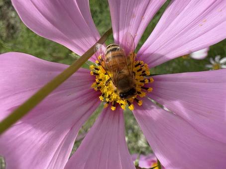 コスモスとミツバチ 04 コスモスとミツバチ 04 蜜蜂,みつばち,成虫の写真素材