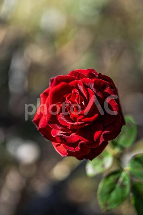 真紅の薔薇をどうぞ 母の日,バラ,薔薇の花の写真素材