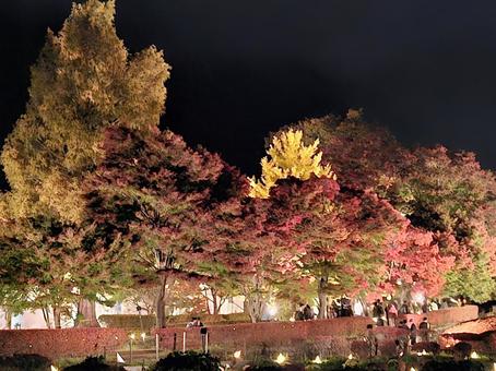 紅葉?ライトアップ 紅葉?ライトアップの写真