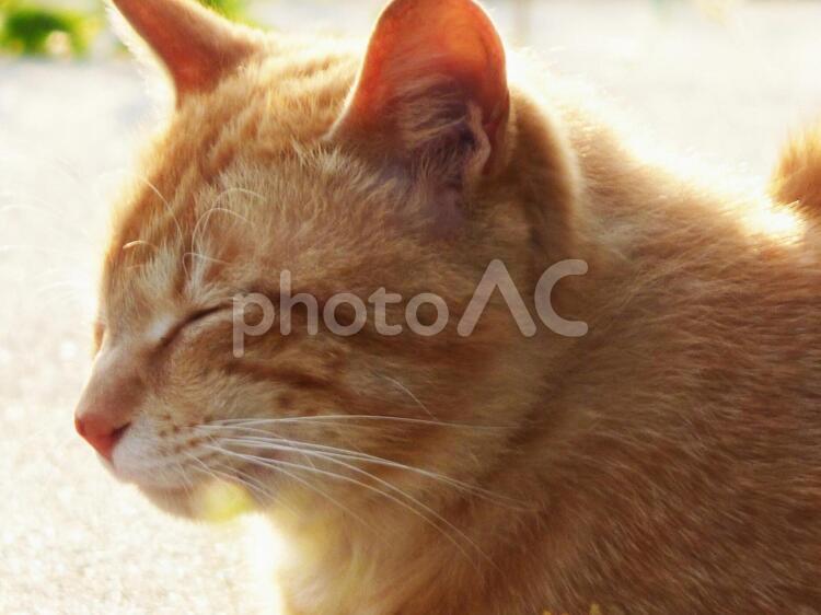 夕方の日差しを浴びる猫 猫,ねこ,ネコの写真素材
