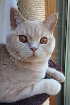 猫 猫,ブリティッシュショートヘア,ペットの写真素材