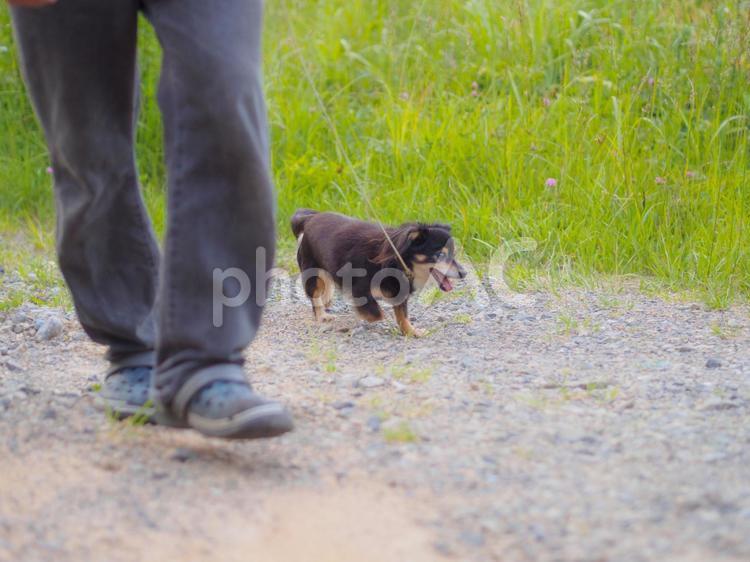 お散歩中の犬の横顔 道路,動物,犬の写真素材