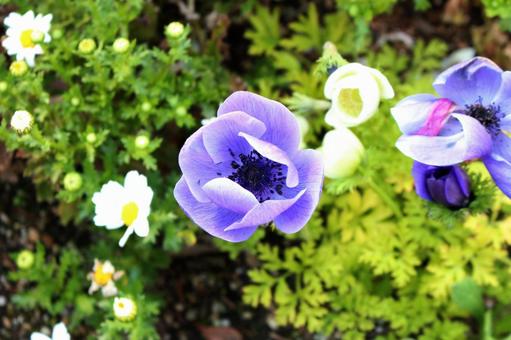 紫の花 紫の花の写真
