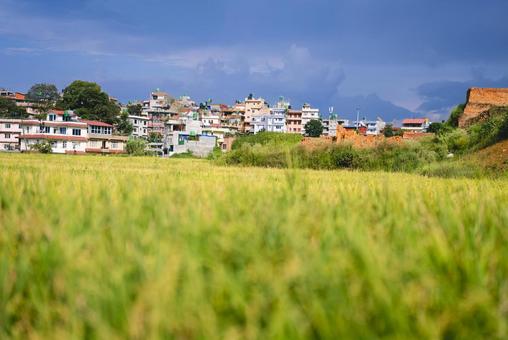 カトマンズ郊外にある稲穂と住宅街の風景 カトマンズ郊外にある稲穂と住宅街の風景 ネパール,カトマンズ,ラリトプルの写真素材